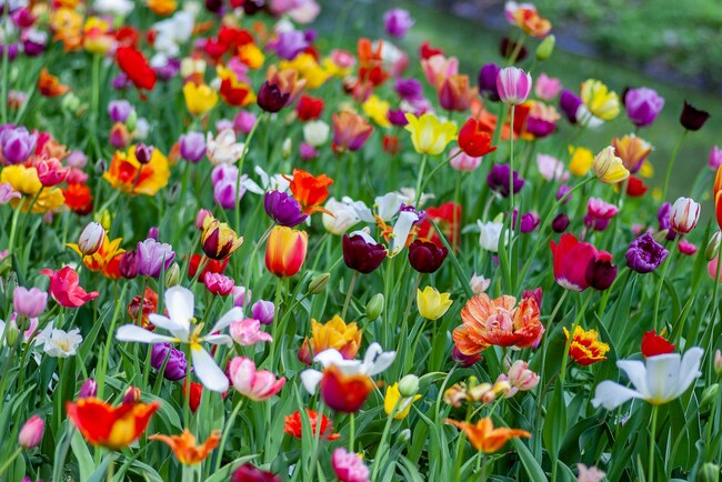 Springtime on Lake Maggiore